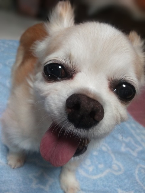 だいすき