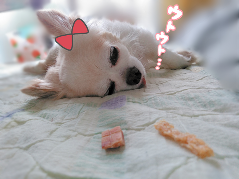 おやつを前にウトウトする愛犬