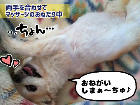マッサージをおねだりする愛犬