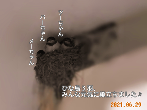 元気に巣立った雛鳥
