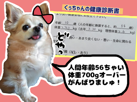 動物病院での健康診断の結果