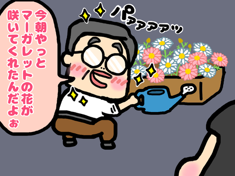 マーガレットの開花を喜ぶおじさん