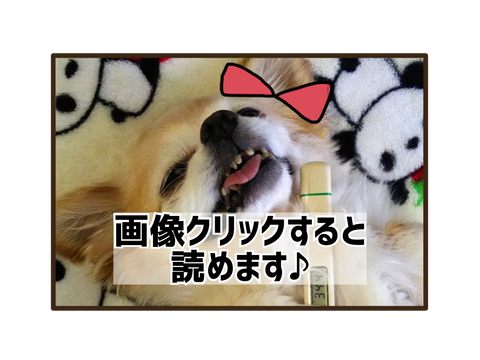 体温計で体温測定する犬