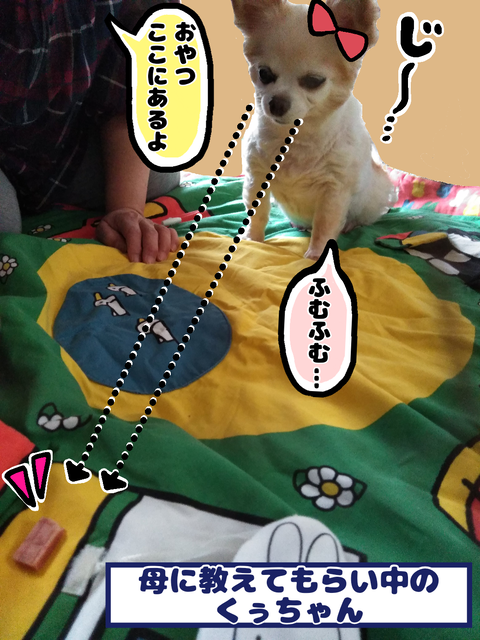 ベビーマットで遊ぶ愛犬
