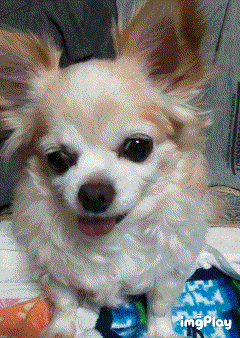 首を傾げる愛犬