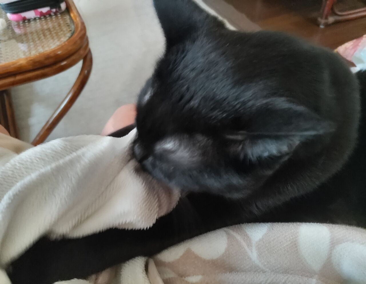 幾つになっても 津久司 Zil5と黒猫の日本旅