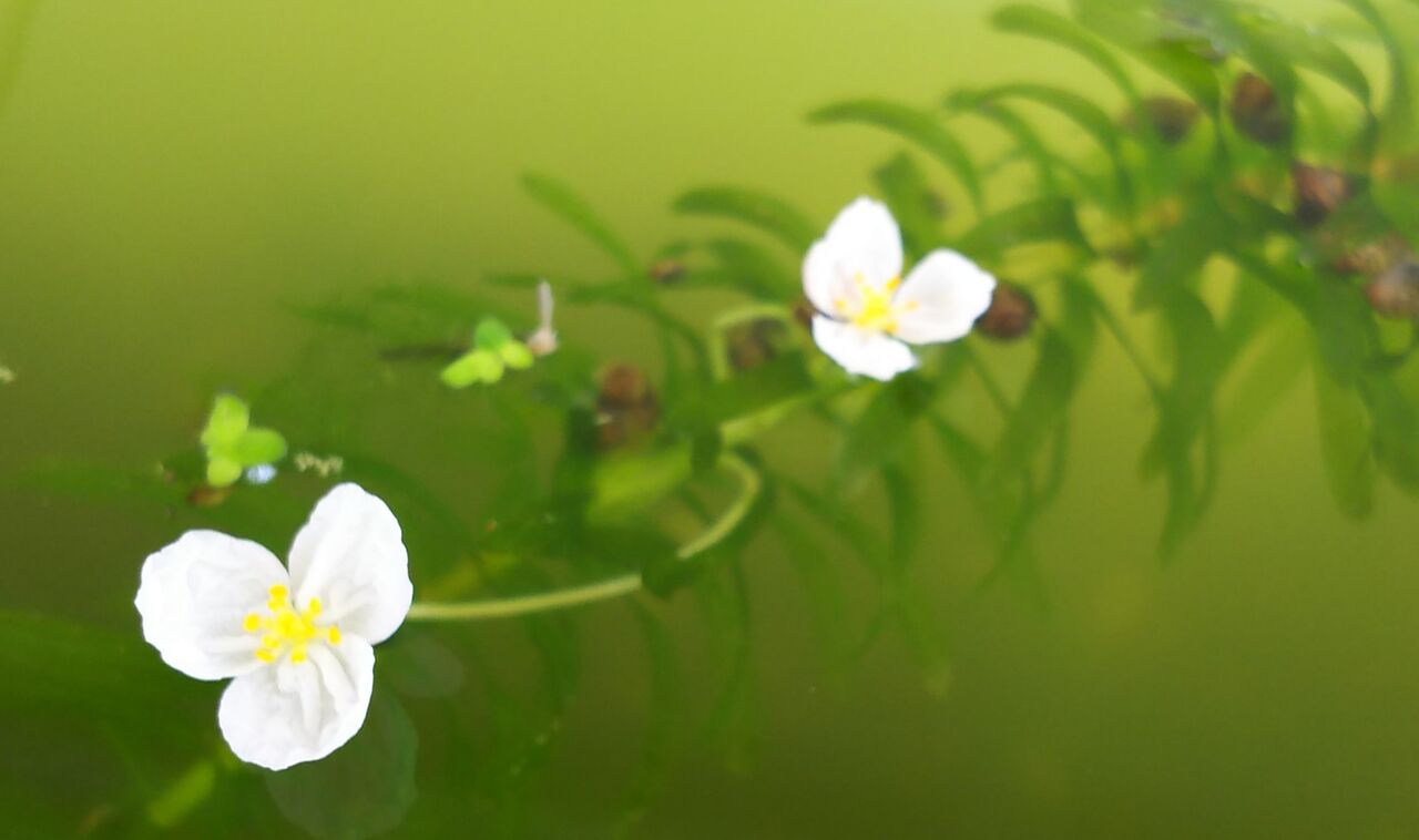 オオカナダモ 梅花藻 Zil5と黒猫の日本旅 オオカナダモ 梅花藻 Zil5と黒猫の日本旅