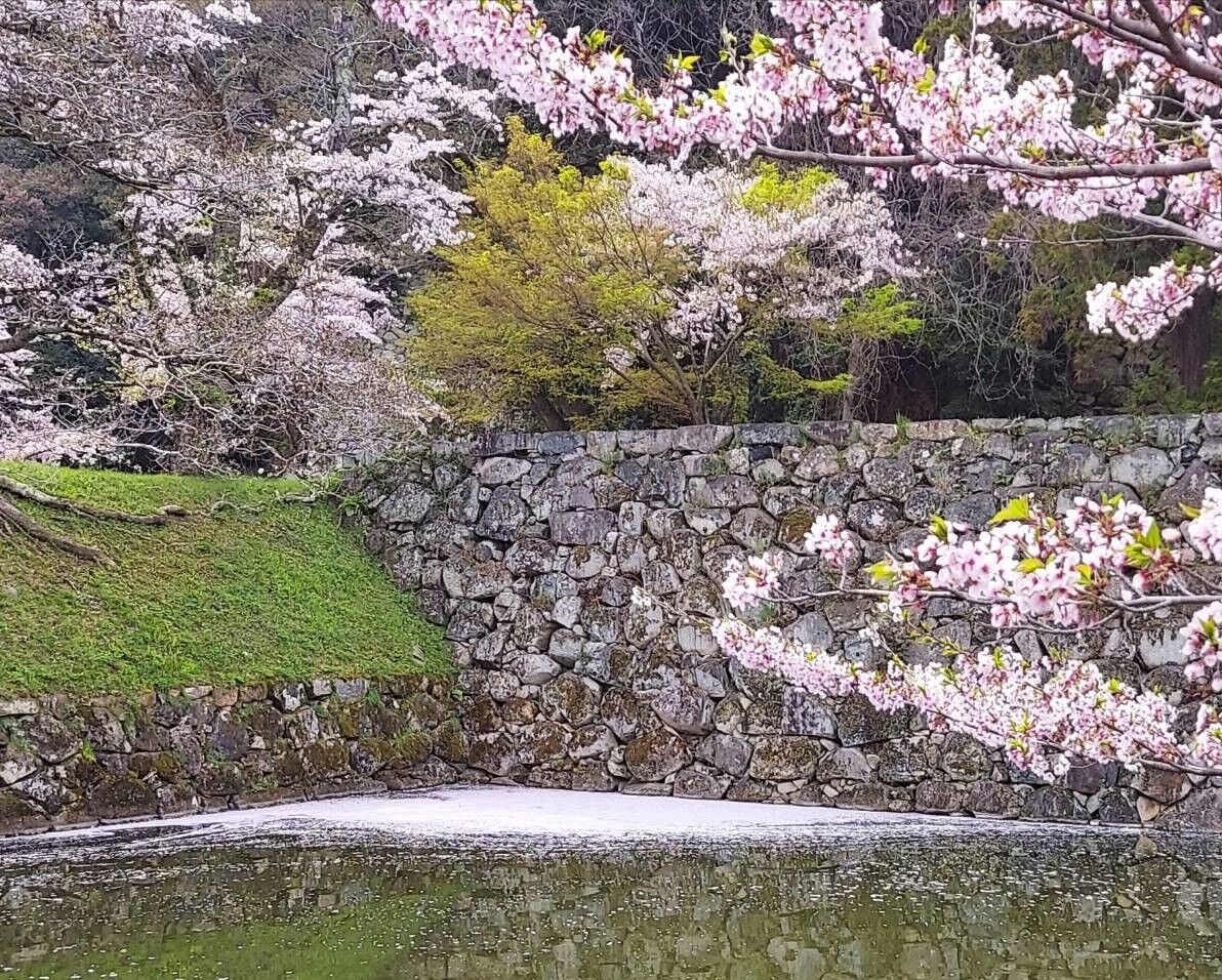 花の命は短くて Zil5と黒猫の日本旅