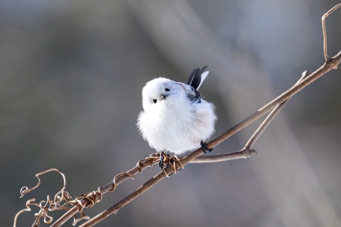 可愛すぎる「シマエナガ」さん : ZIL520と黒猫の日本旅