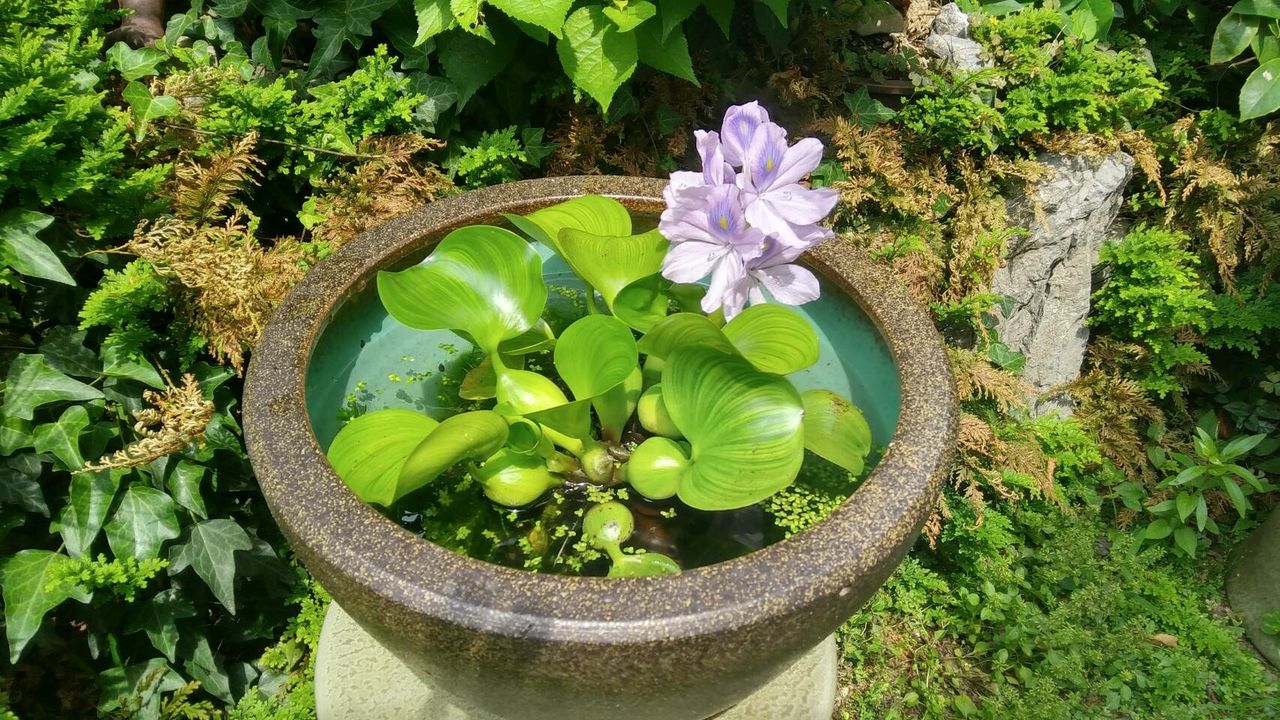 めったに咲かない Zil5と黒猫の日本旅