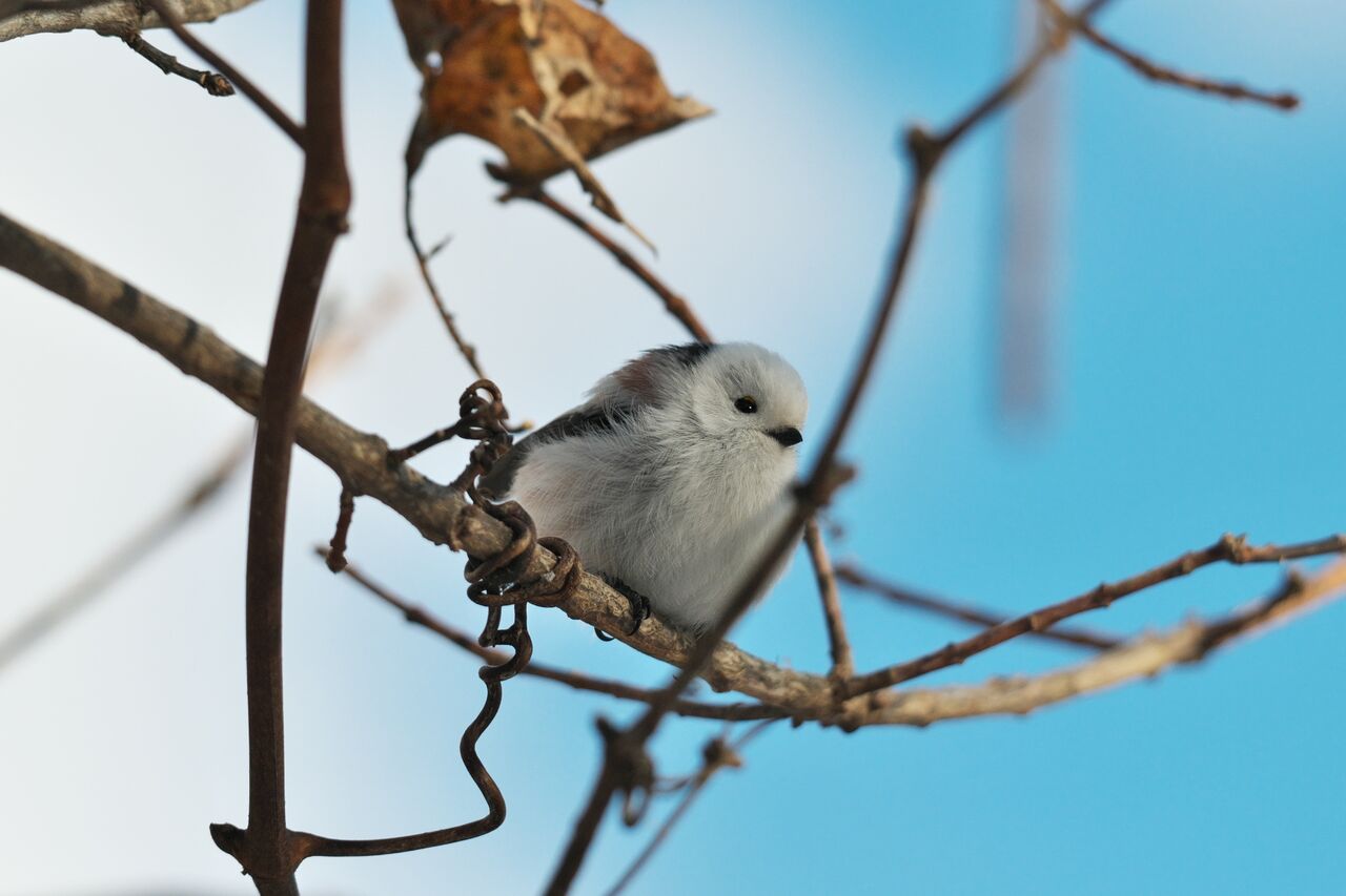 雪の妖精「シマエナガ」 : ZIL520と黒猫の日本旅