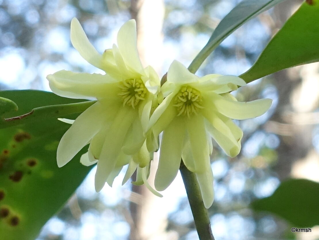 シキミ《樒》/別名 ハナノキ(マツブサ科) : 九州北部の山野で見かけた植物(種類別)