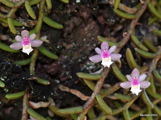 ムカデラン《百足蘭》（ラン科） : 九州北部の山野で見かけた植物
