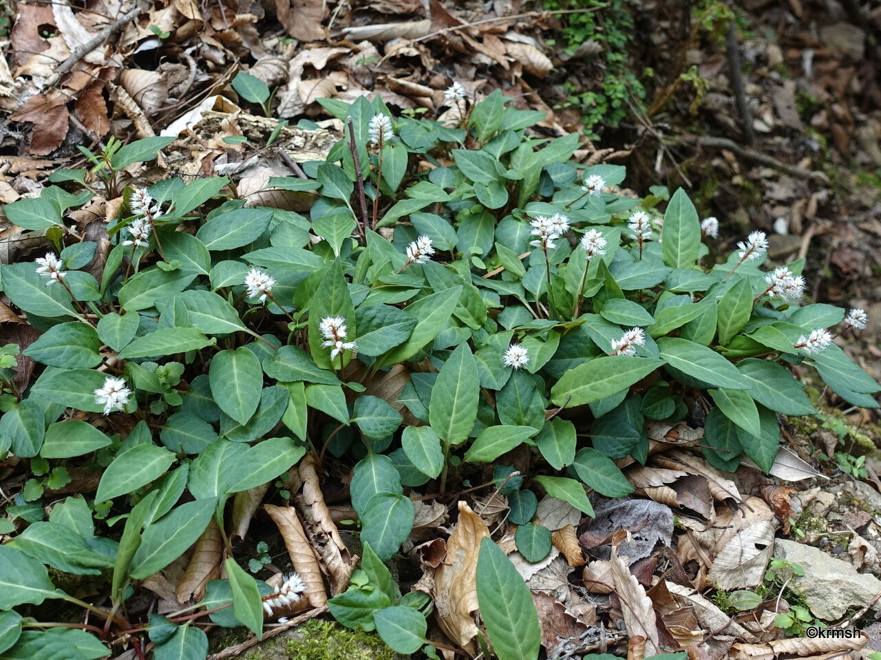 ハルトラノオ 春虎の尾 タデ科 山で見かけた植物 拡大版