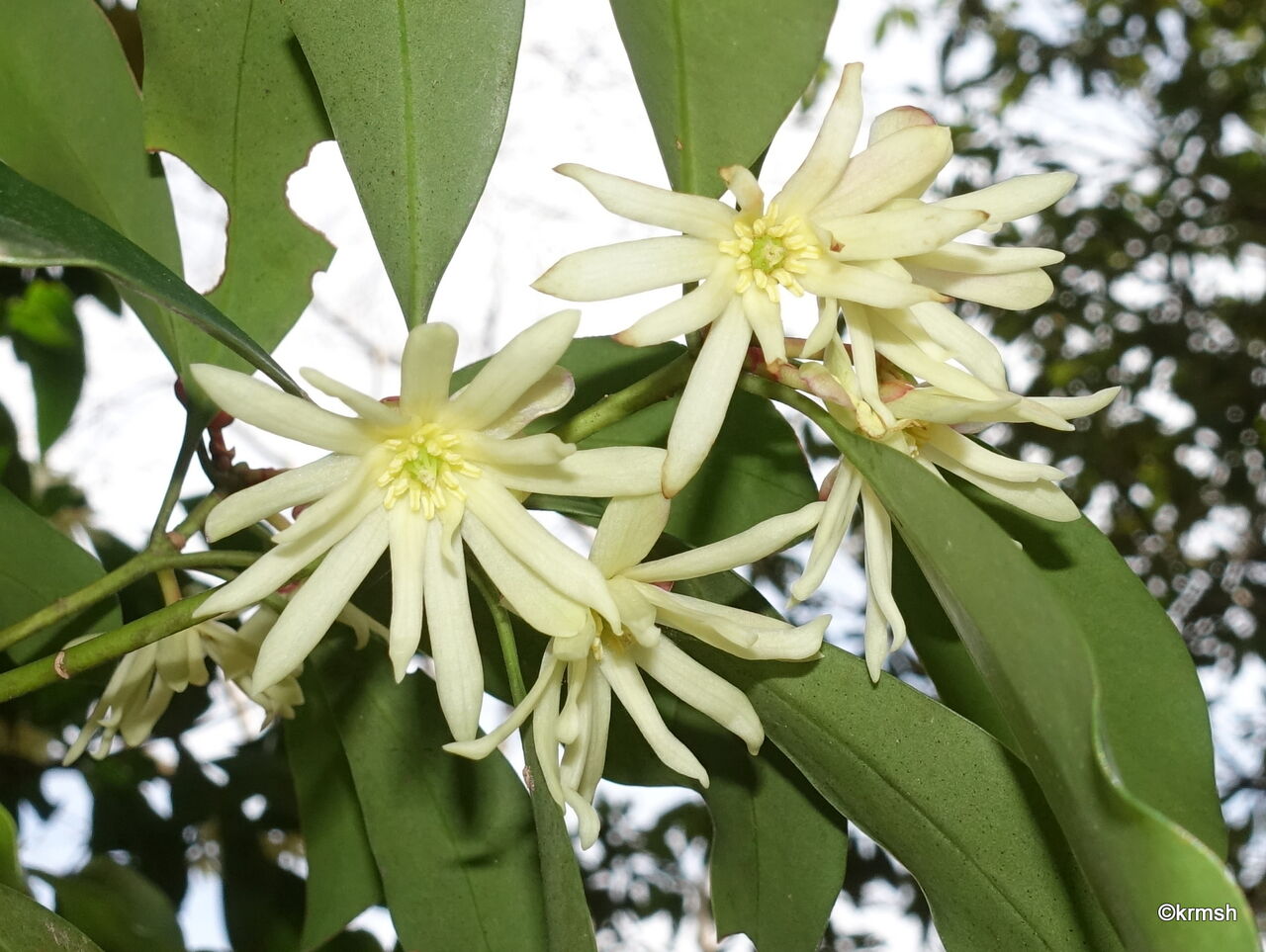シキミ《樒》/別名 ハナノキ(マツブサ科) : 九州北部の山野で見かけた植物(種類別)