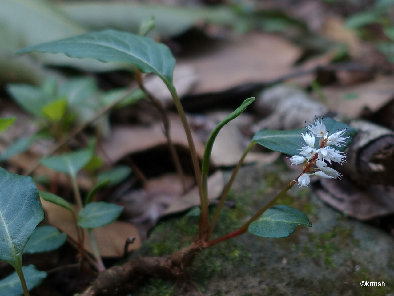 ハルトラノオ 春虎の尾 タデ科 山で見かけた植物 拡大版