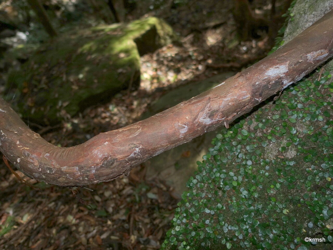 サルナシ 猿梨 マタタビ科 九州中 北部の山で見かけた植物
