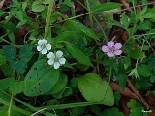 DSC02768