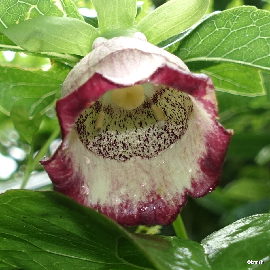 バアソブ 婆ソブ キキョウ科 九州中 北部の山で見かけた植物