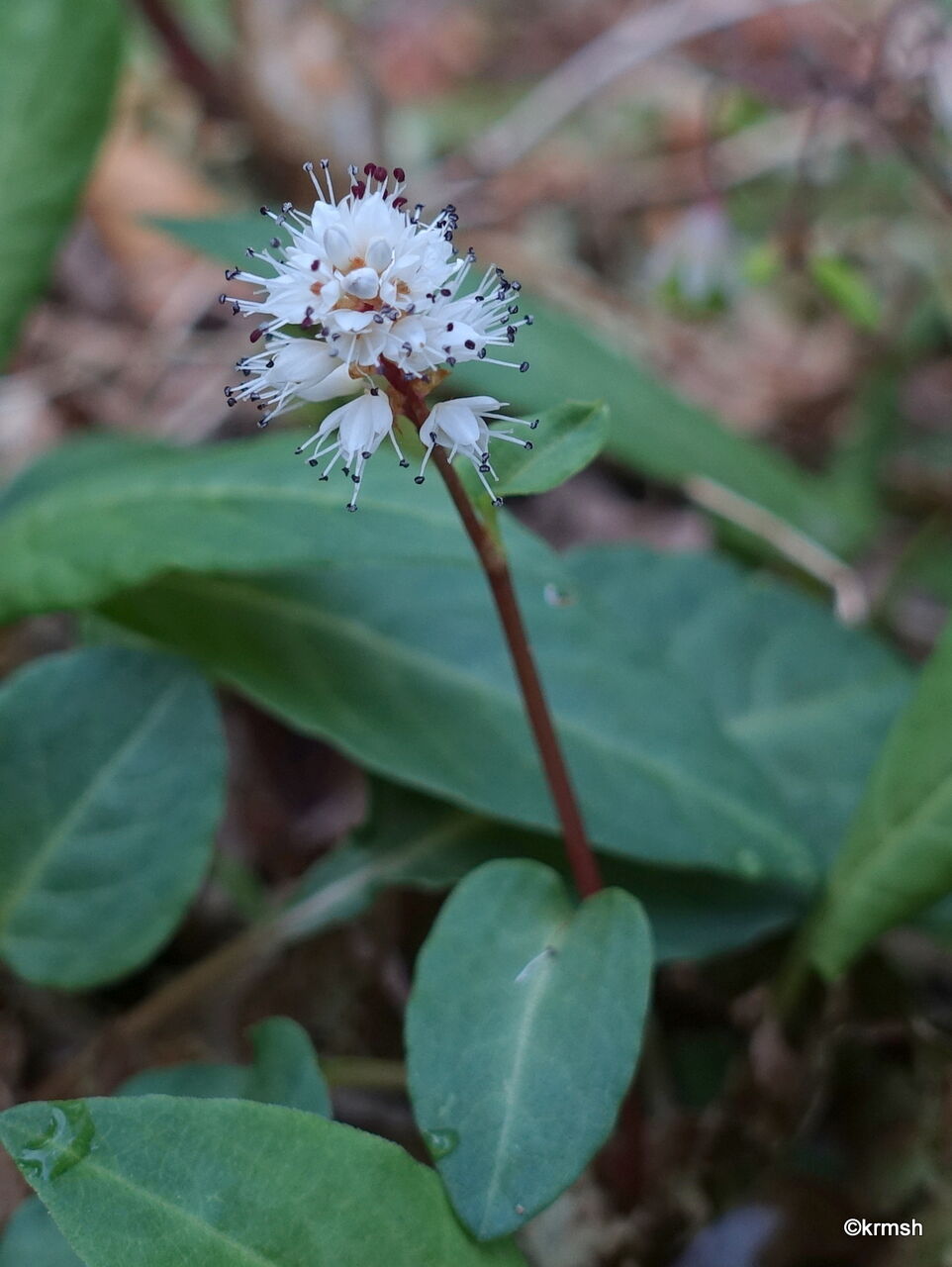 ハルトラノオ 春虎の尾 タデ科 山で見かけた植物 拡大版