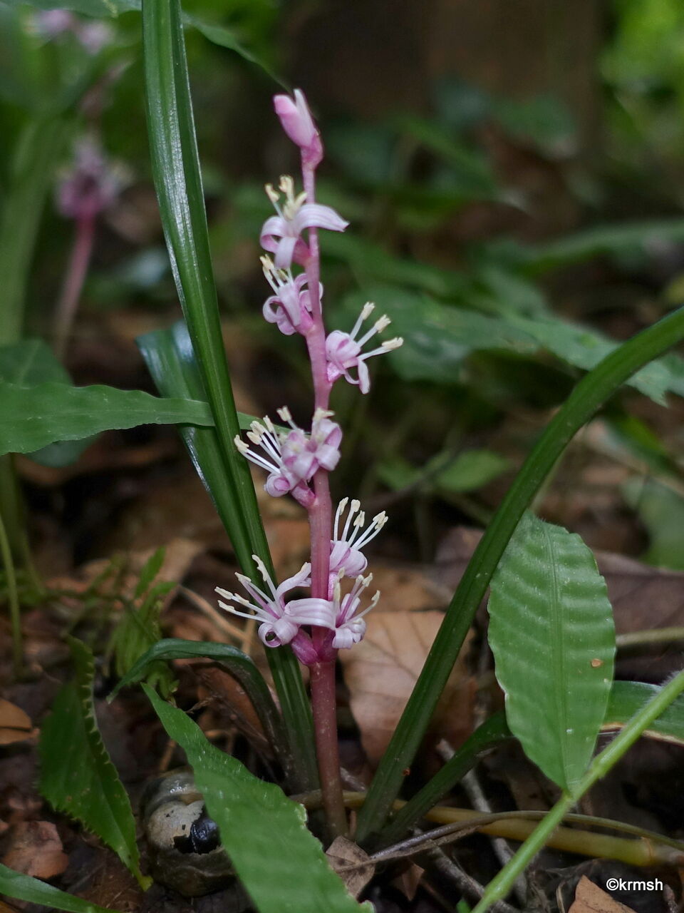 九州北部の山で見かけた植物(種類別)
キチジョウソウ《吉祥草》(クサスギカズラ科 旧 ユリ科)
コメント