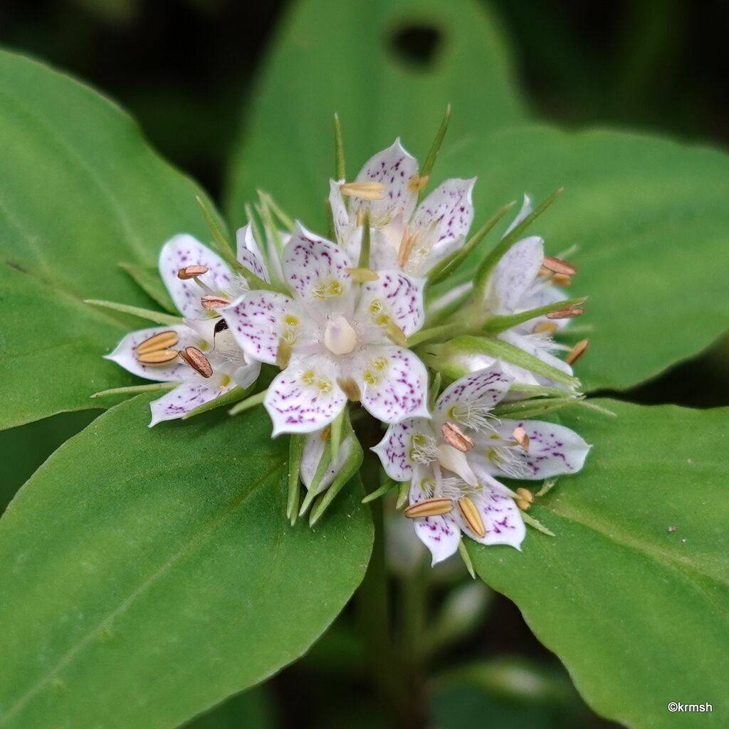 シノノメソウ 東雲草 別名 リンドウ科 山で見かけた植物 その他の山