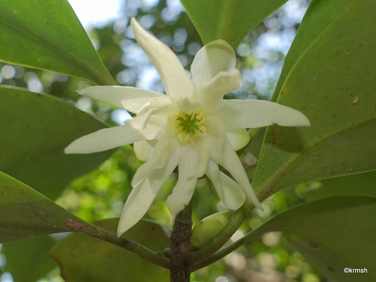 シキミ《樒》/別名 ハナノキ(マツブサ科) : 九州北部の山野で見かけた植物(種類別)