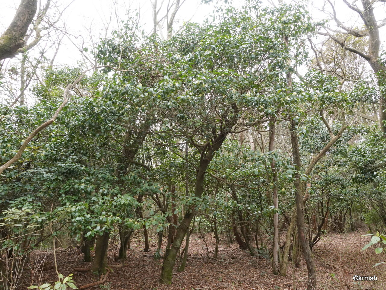 シキミ《樒》/別名 ハナノキ(マツブサ科) : 九州北部の山野で見かけた植物(種類別)