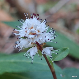 ハルトラノオ 春虎の尾 タデ科 山で見かけた植物 拡大版
