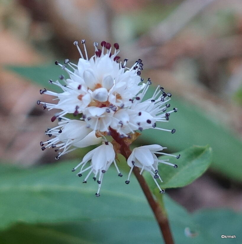 ハルトラノオ 春虎の尾 タデ科 山で見かけた植物 拡大版