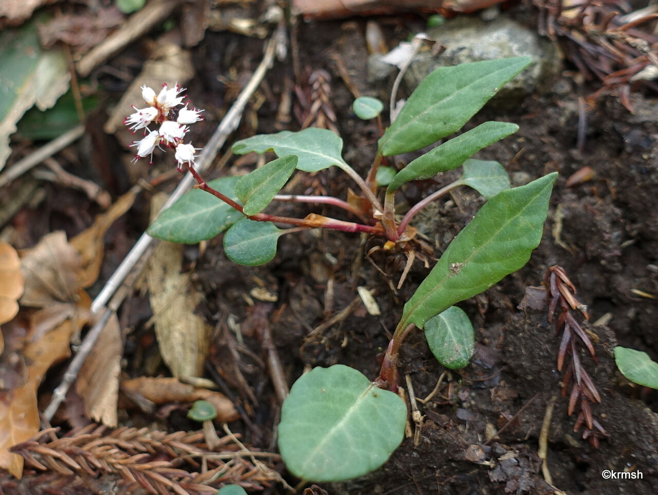 ハルトラノオ 春虎の尾 タデ科 山で見かけた植物 拡大版