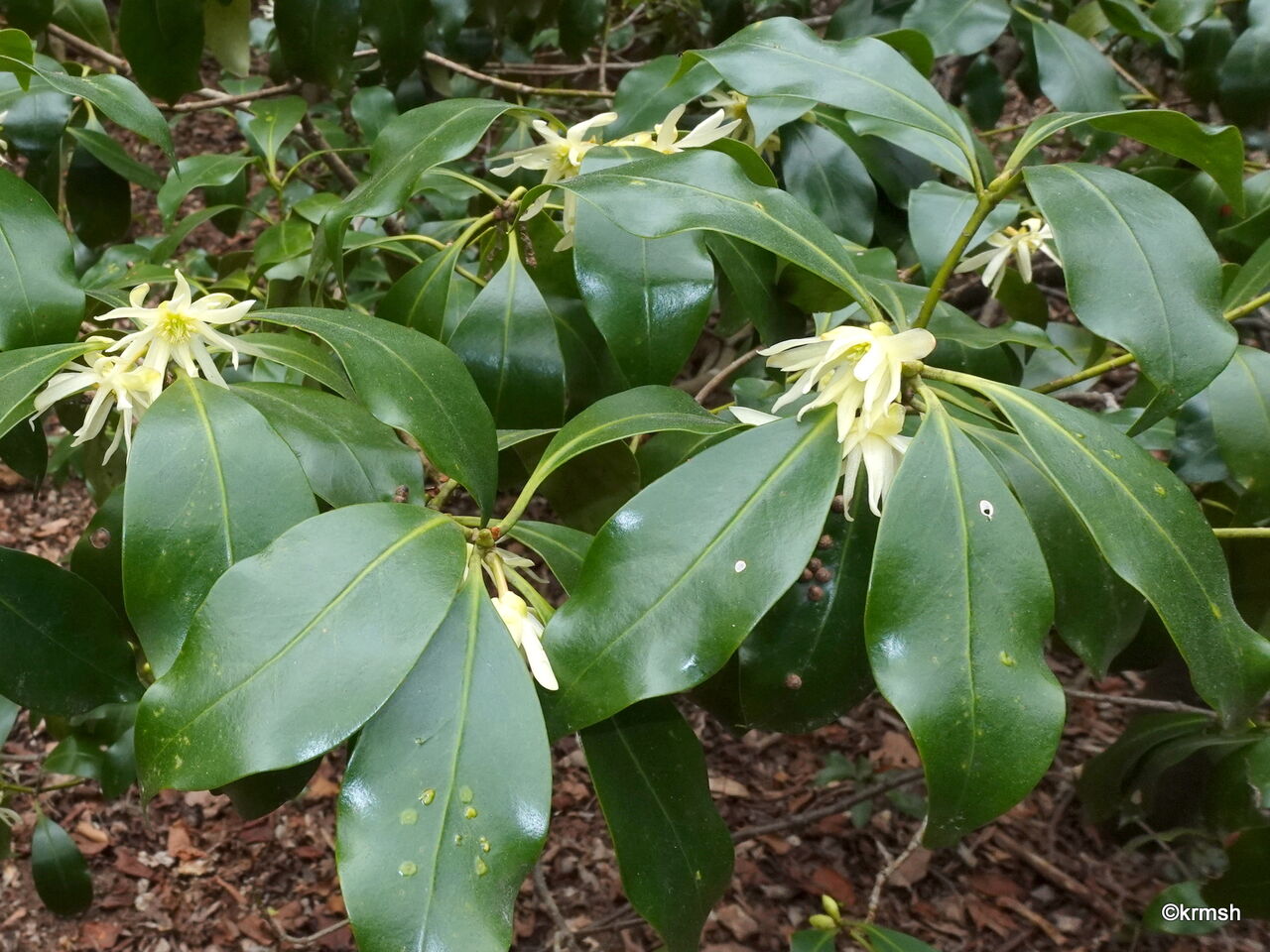 シキミ《樒》/別名 ハナノキ(マツブサ科) : 九州北部の山野で見かけた植物(種類別)