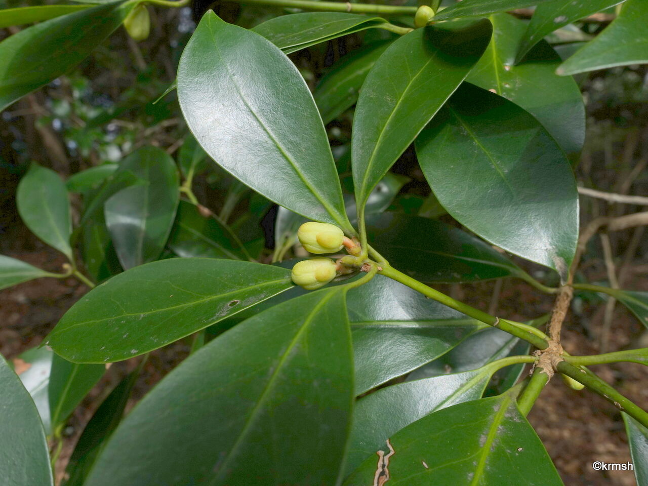 シキミ《樒》/別名 ハナノキ(マツブサ科) : 九州北部の山野で見かけた植物(種類別)
