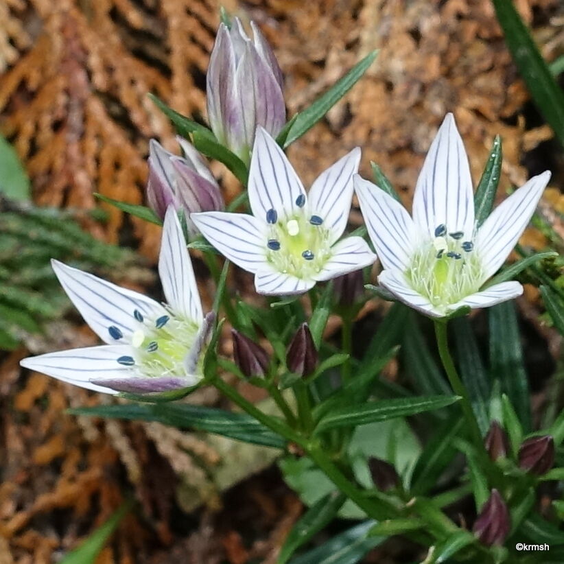 センブリ 千振 リンドウ科 明星 耳納山系で見かけた草花