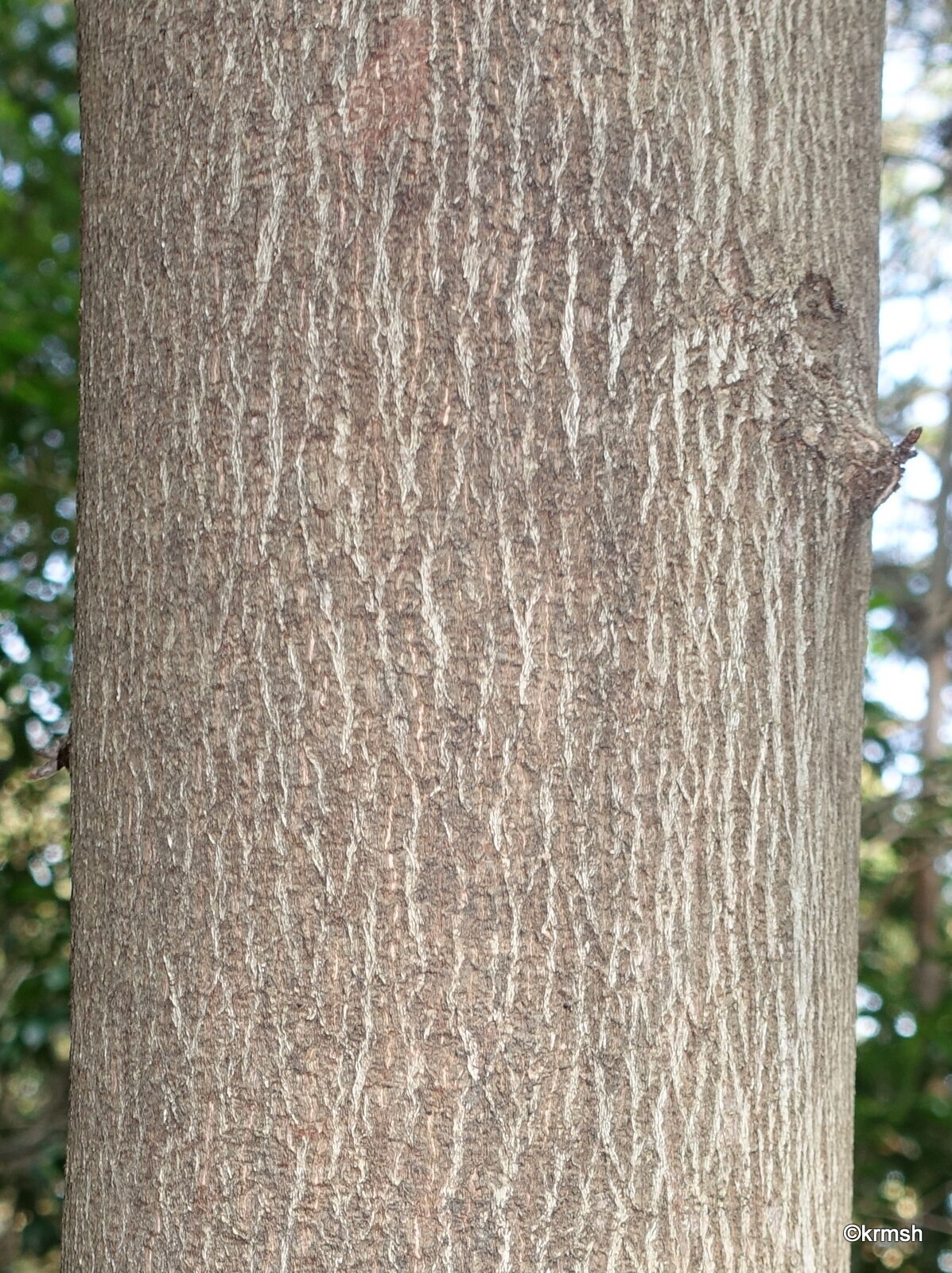 カクレミノ 隠れ蓑 ウコギ科 明星 耳納山系で見かけた樹木 カクレミノ 隠れ蓑 ウコギ科 明星 耳納山系で見かけた樹木