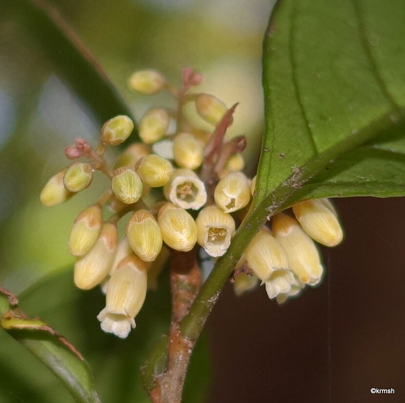 イズセンリョウ 伊豆千両 別名 ウバガネモチ サクラソウ科 明星 耳納山系で見かけた樹木
