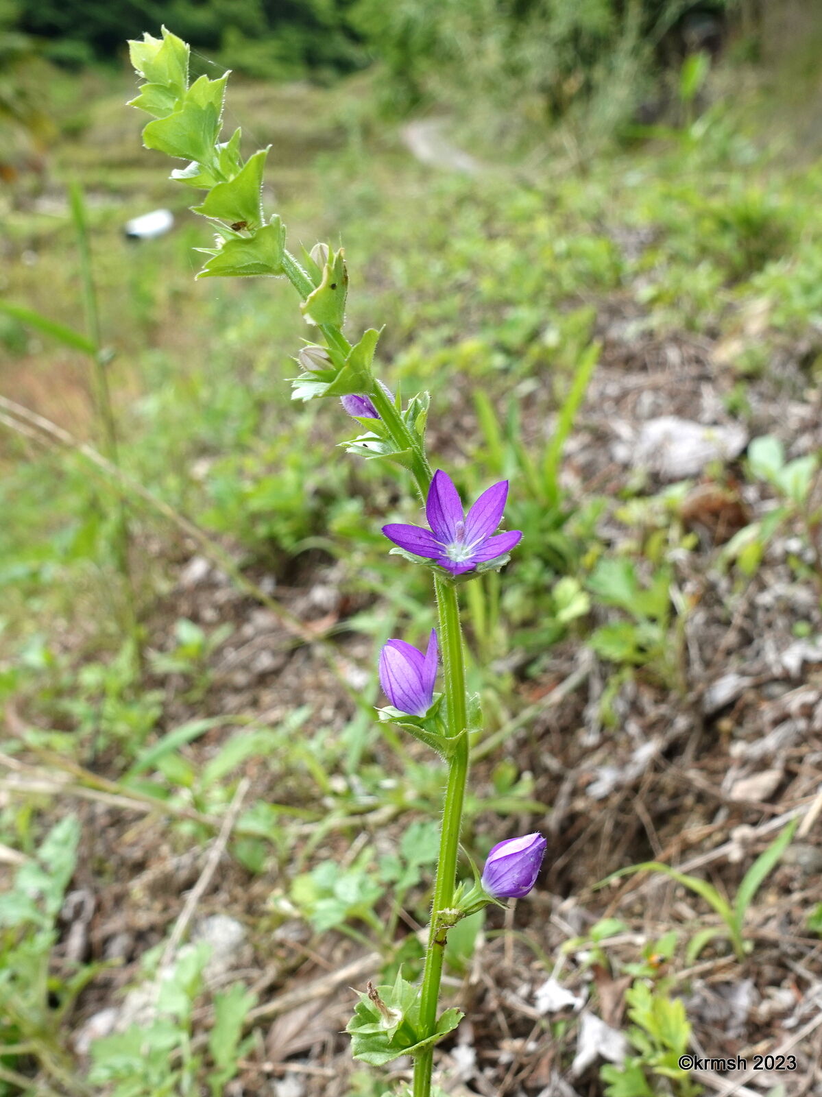 キキョウソウ《桔梗草》/別名 ダンダンギキョウ(キキョウ科) : 久留米市とその周辺の野山で見かけた草花