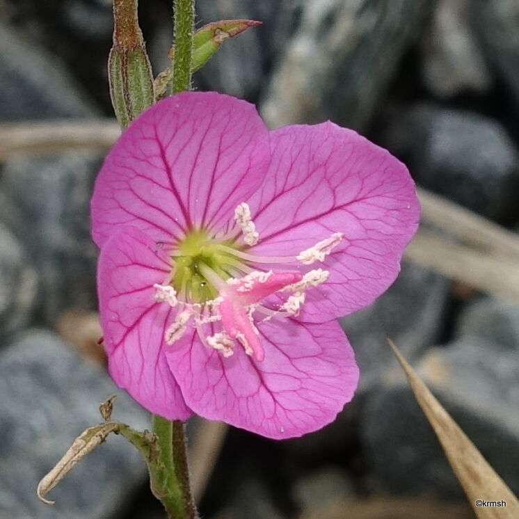 ユウゲショウ 夕化粧 別名 アカバナユウゲショウ アカバナ科 久留米市近郊の低山で見かけた草花