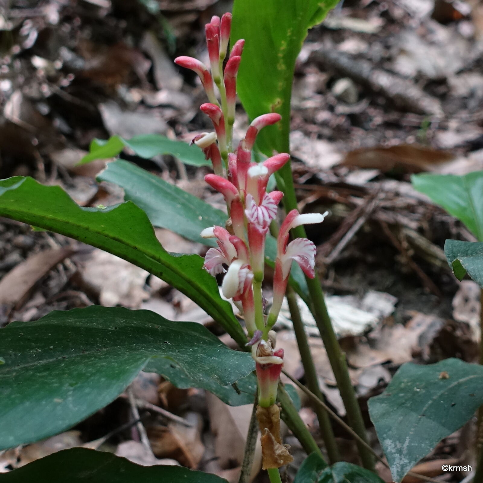 ハナミョウガ 花茗荷 ショウガ科 明星 耳納山系で見かけた草花 ハナミョウガ 花茗荷 ショウガ科 明星 耳納山系で見かけた草花