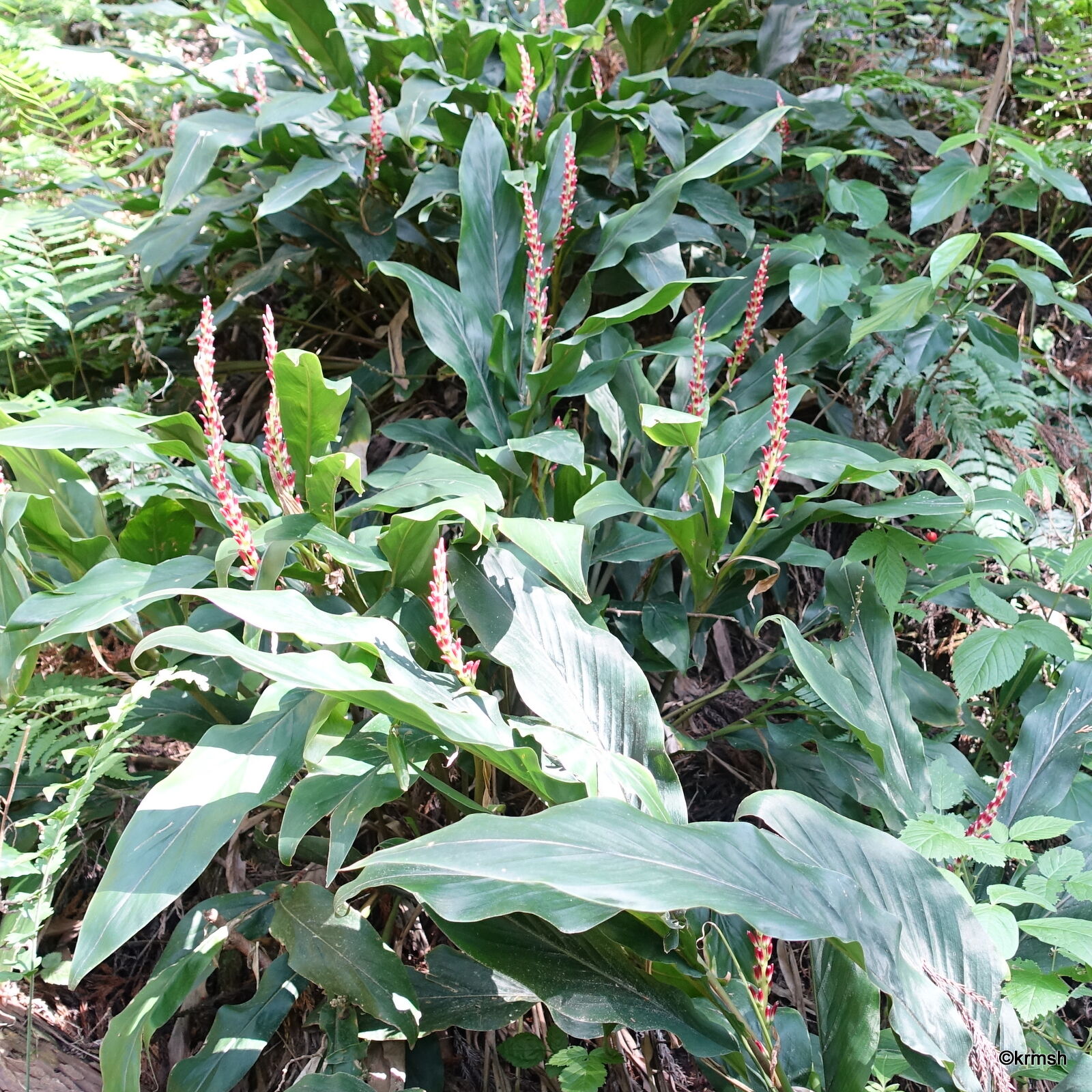ハナミョウガ 花茗荷 ショウガ科 明星 耳納山系で見かけた草花 ハナミョウガ 花茗荷 ショウガ科 明星 耳納山系で見かけた草花