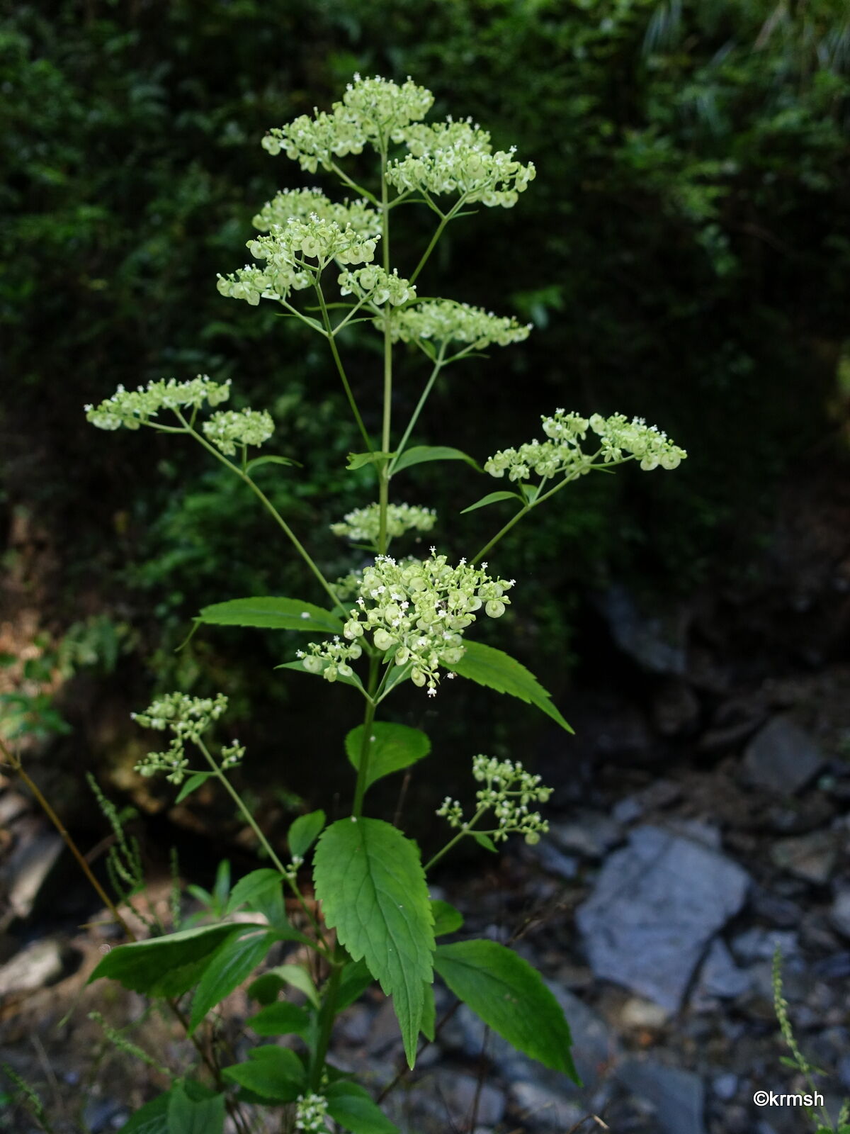 オトコエシ 男郎花 スイカズラ科 久留米市近郊の低山で見かけた草花