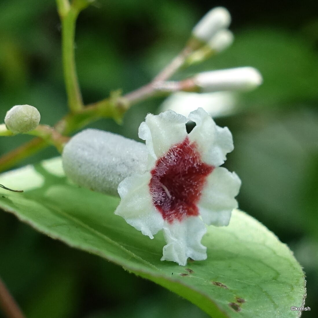 ヘクソカズラ 屁糞蔓 別名 ヤイトバナ 灸花 アカネ科 明星 耳納山系で見かけた草花 ヘクソカズラ 屁糞蔓 別名 ヤイトバナ 灸花 アカネ科 明星 耳納山系で見かけた草花