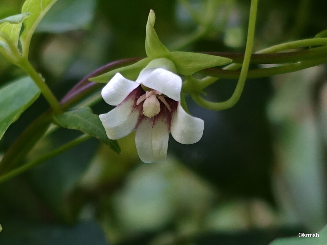 ツルギキョウ 蔓桔梗 キキョウ科 明星山系 耳納山系で見かけた草花