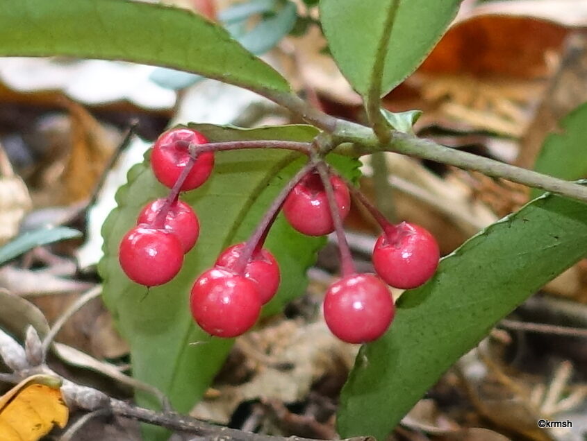 冬を彩る赤い実 万両 千両 百両 十両 一両 Krmsh 明星山日記