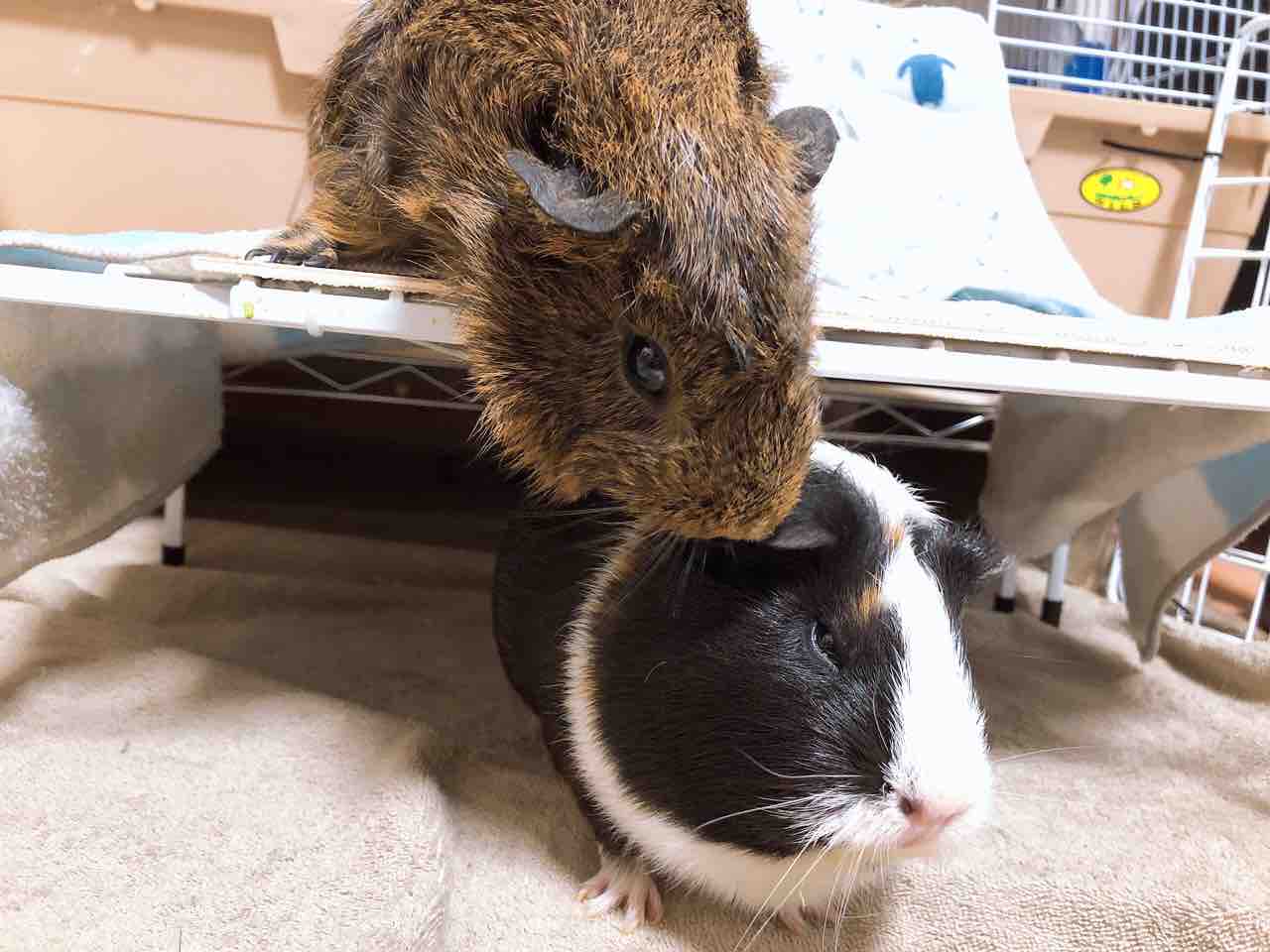 ごまのひげ ぐりことなかまたち ﾓﾙﾓｯﾄとｷﾝｸﾏとの暮らし