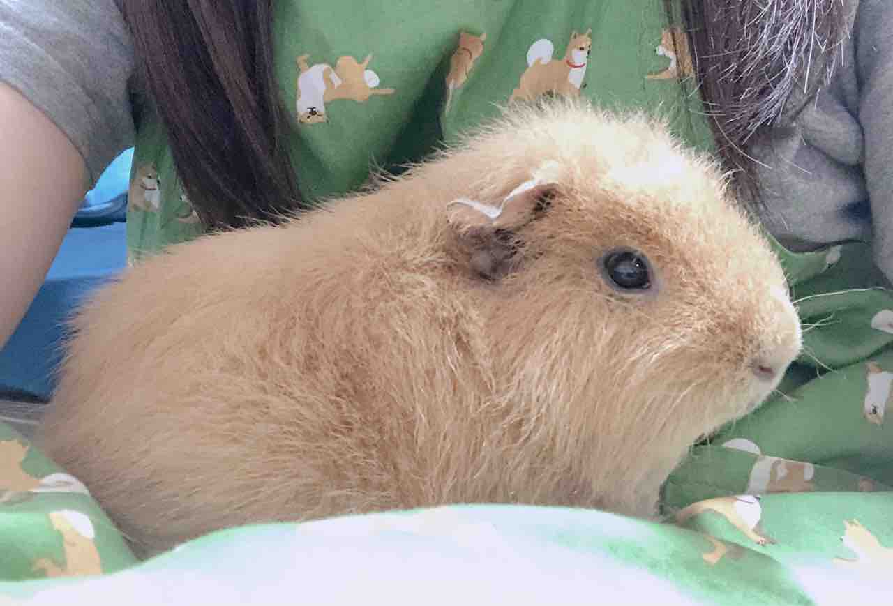 幸せの動物 ぐりことなかまたち モルモットとキンクマとの暮らし 幸せの動物 ぐりことなかまたち モルモットとキンクマとの暮らし