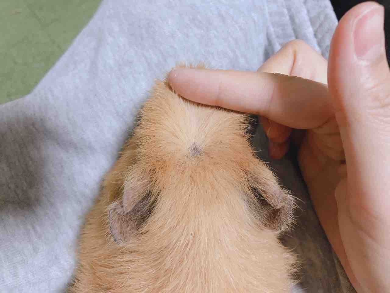 カッパちゃん ぐりことなかまたち ﾓﾙﾓｯﾄとｷﾝｸﾏとの暮らし