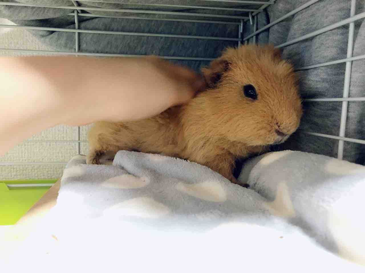 ビビリの割に ぐりことなかまたち モルモットとキンクマとの暮らし ビビリの割に ぐりことなかまたち モルモットとキンクマとの暮らし