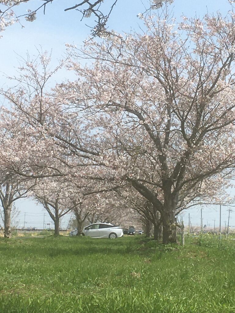 フィールド・オブ・ドリームス 乳と蜜の流れる地:桜の季節に
