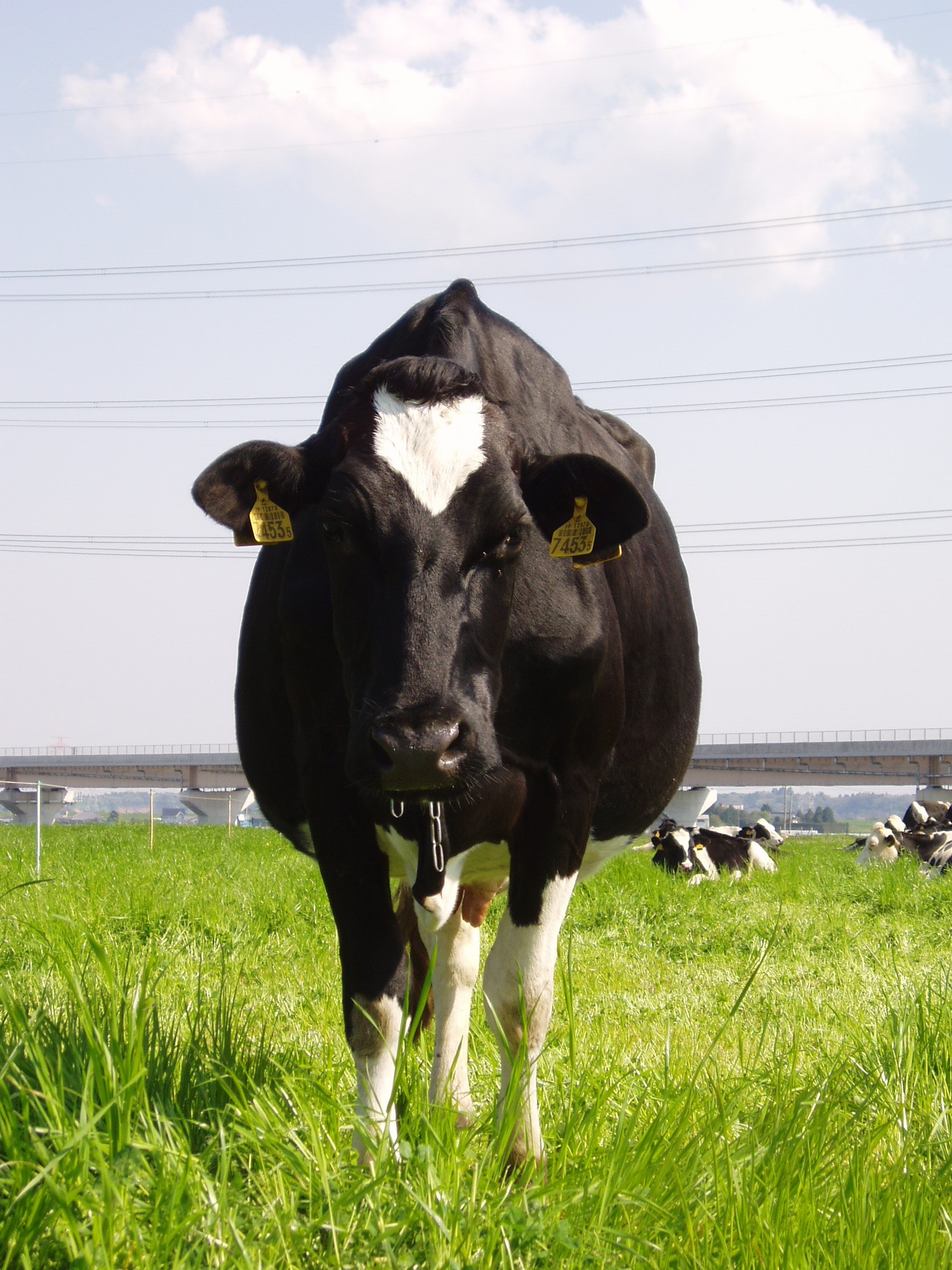 牛の乳首は何本 フィールド オブ ドリームス 乳と蜜の流れる地